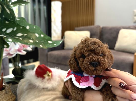 Mini Boy Toypoodle görsel