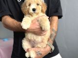 Labradoodle Garanti̇li̇ Rehber Irk Aşili
