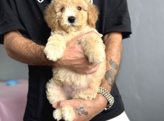 Labradoodle Garanti̇li̇ Rehber Irk Aşili görsel