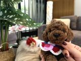 Mini Boy Toypoodle