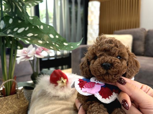 Mini Boy Toypoodle görsel