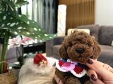 Mini Boy Toypoodle