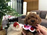 Mini Boy toypoodle