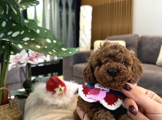 Mini Boy Toypoodle