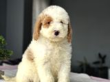BİR ÇOK SEÇENEK İLE LABRADOODLE BEBEKLER