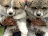 Japon Akita İnu Yavrularımız