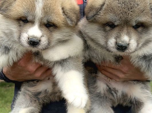 Japon Akita İnu Yavrularımız görsel