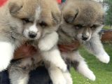 Japon Akita İnu Yavrularımız