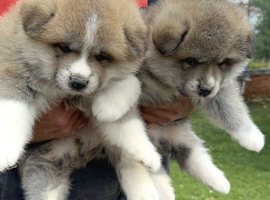Japon Akita İnu Yavrularımız