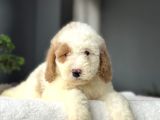 Bi̇r Çok Seçenek İle Labradoodle Bebekler
