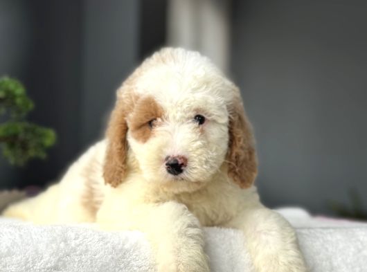 Bi̇r Çok Seçenek İle Labradoodle Bebekler görsel