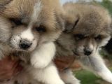 Japon Akita İnu Yavrularımız