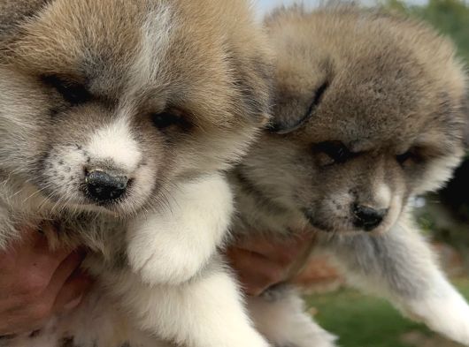 Japon Akita İnu Yavrularımız görsel