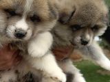 Japon Akita İnu Yavrularımız