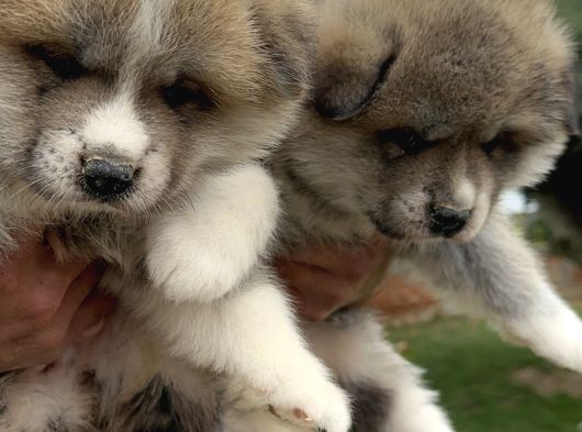 Japon Akita İnu Yavrularımız görsel