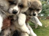 Japon Akita İnu Yavrularımız