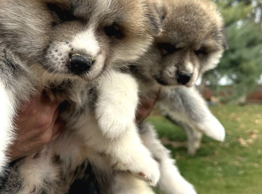 Japon Akita İnu Yavrularımız görsel