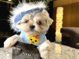 Korea Maltese