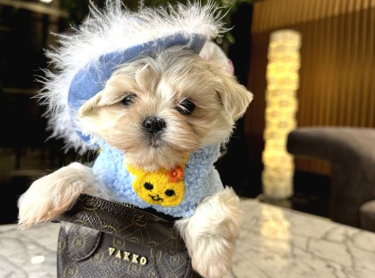 Korea Maltese görsel