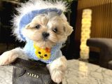Korea Maltese