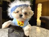Korea Maltese