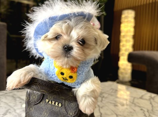Korea Maltese görsel