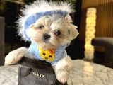Korea Maltese
