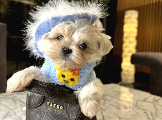Korea Maltese