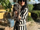 Cane Corso Yavrularım Sağlık Ve Irk Garantilidir