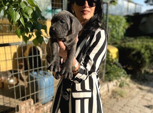 Cane Corso Yavrularım Sağlık Ve Irk Garantilidir görsel
