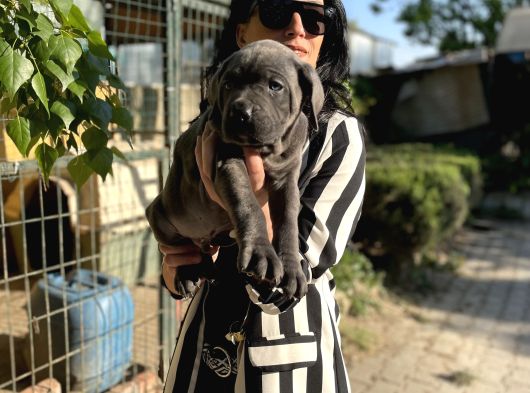 Cane Corso Yavrularım Sağlık Ve Irk Garantilidir görsel