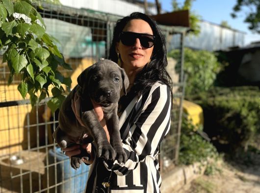 Cane Corso Yavrularım Sağlık Ve Irk Garantilidir