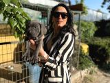 Cane Corso Yavrularım Sağlık Ve Irk Garantilidir