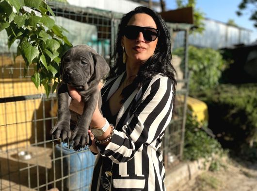 Cane Corso Yavrularım Sağlık Ve Irk Garantilidir görsel