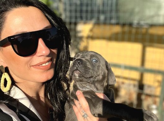 Cane Corso Yavrularım Sağlık Ve Irk Garantilidir görsel