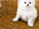 British Longhair point dişi bebek