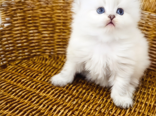 British Longhair Point Dişi Bebek