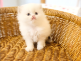British Longhair Point Dişi Bebek