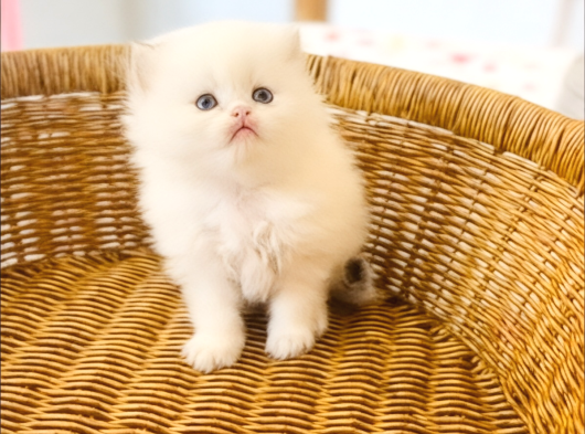 British Longhair Point Dişi Bebek görsel