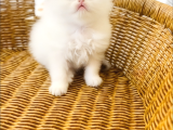 British Longhair Point Dişi Bebek