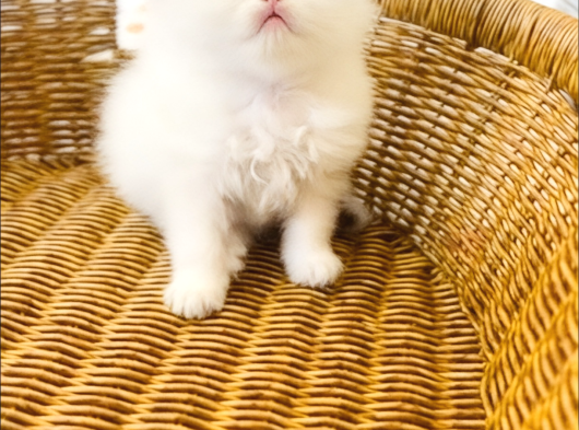 British Longhair Point Dişi Bebek görsel