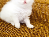 British Longhair Point Dişi Bebek