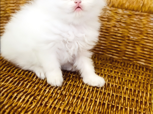 British Longhair Point Dişi Bebek görsel
