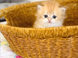 British longhair golden bebek