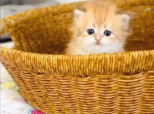 British Longhair Golden Bebek