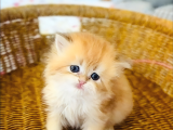 British Longhair Golden Bebek