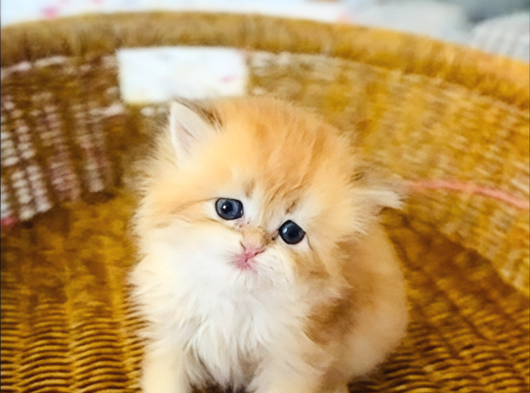 British Longhair Golden Bebek görsel