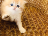 British Longhair Golden Bebek