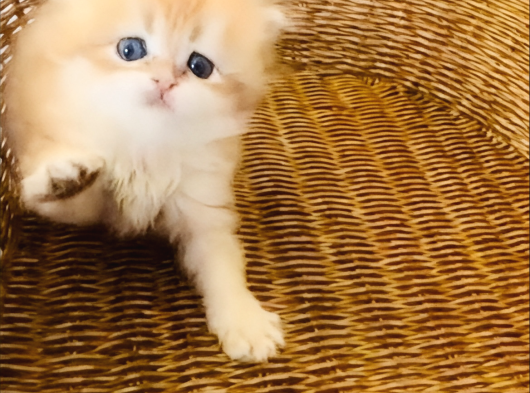 British Longhair Golden Bebek görsel