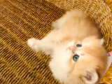 British Longhair Golden Bebek